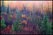 Shrubs and trees in fall foliage near Kavet Creek. Kobuk Valley National Park, Alaska, USA.