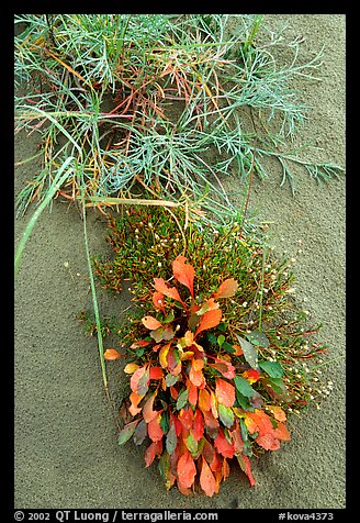 Dune plants. Kobuk Valley National Park, Alaska, USA.