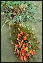 Dune plants. Kobuk Valley National Park, Alaska, USA.