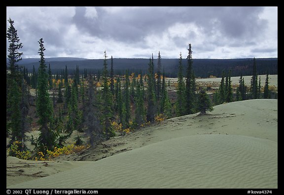 Pocket of Spruce trees in the Great Sand Dunes. Kobuk Valley National Park (color)