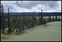 Pocket of Spruce trees in the Great Sand Dunes. Kobuk Valley National Park, Alaska, USA. (color)
