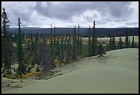 Pocket of Spruce trees in the Great Sand Dunes. Kobuk Valley National Park, Alaska, USA.