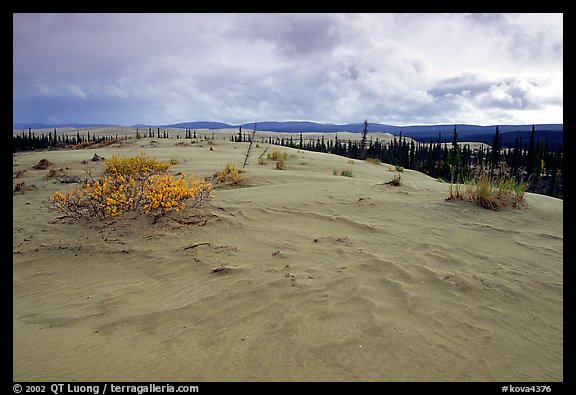 Great Sand Dunes and boreal spruce forest. Kobuk Valley National Park, Alaska, USA.