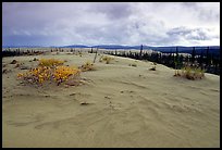 Great Sand Dunes and boreal spruce forest. Kobuk Valley National Park, Alaska, USA.