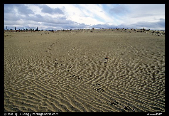 Caribou tracks and ripples in the Great Sand Dunes. Kobuk Valley National Park, Alaska, USA.