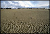 Caribou tracks and ripples in the Great Sand Dunes. Kobuk Valley National Park, Alaska, USA.