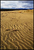 Caribou tracks and ripples in the Great Sand Dunes. Kobuk Valley National Park ( color)