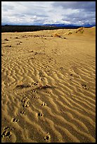 Caribou tracks and ripples in the Great Sand Dunes. Kobuk Valley National Park ( color)