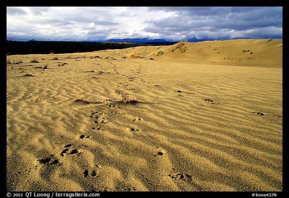 Caribou footprints and ripples in the Great Sand Dunes. Kobuk Valley National Park, Alaska, USA.