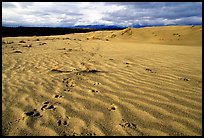 Caribou footprints and ripples in the Great Sand Dunes. Kobuk Valley National Park, Alaska, USA.