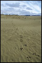 Animal tracks on the Great Sand Dunes. Kobuk Valley National Park, Alaska, USA. (color)