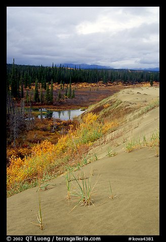 The edge of the Great Sand Dunes with the boreal taiga. Kobuk Valley National Park (color)