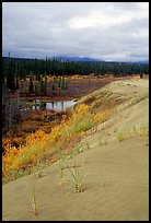 The edge of the Great Sand Dunes with the boreal taiga. Kobuk Valley National Park, Alaska, USA. (color)