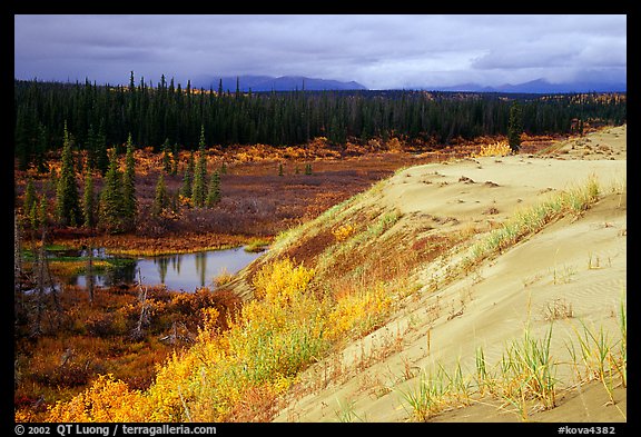 Edge of the Great Sand Dunes with tundra and taiga below. Kobuk Valley National Park, Alaska, USA.