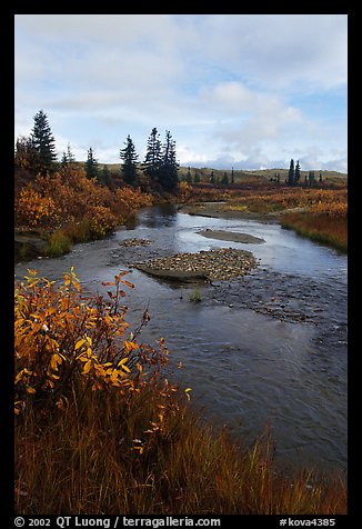 Kavet Creek and spruce trees. Kobuk Valley National Park (color)