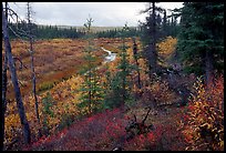 Autumn colors on boreal forest, Kavet Creek. Kobuk Valley National Park, Alaska, USA. (color)