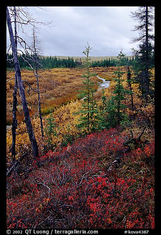 Autumn colors on Kavet Creek near the Great Sand Dunes. Kobuk Valley National Park (color)