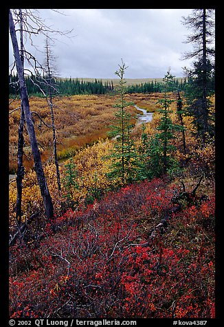 Autumn colors on Kavet Creek near the Great Sand Dunes. Kobuk Valley National Park (color)