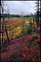Autumn colors on Kavet Creek near the Great Sand Dunes. Kobuk Valley National Park, Alaska, USA.
