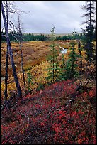 Autumn colors on Kavet Creek near the Great Sand Dunes. Kobuk Valley National Park, Alaska, USA. (color)