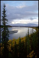 Boreal trees and bend of the Kobuk River, evening. Kobuk Valley National Park, Alaska, USA.