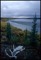 Antlers and bend of the Kobuk River, evening. Kobuk Valley National Park, Alaska, USA. (color)