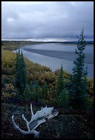 Antlers and bend of the Kobuk River, evening. Kobuk Valley National Park ( color)