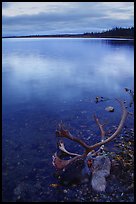 Dead caribou head on the river shore. Kobuk Valley National Park ( color)