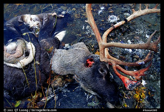 Dead caribou head discarded by hunters. Kobuk Valley National Park, Alaska, USA.