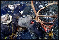 Dead caribou head discarded by hunters. Kobuk Valley National Park, Alaska, USA.