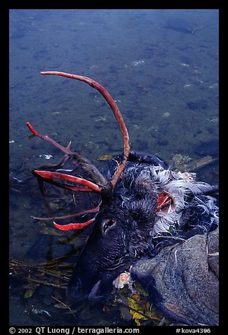 Dead caribou heads discarded by hunters. Kobuk Valley National Park (color)