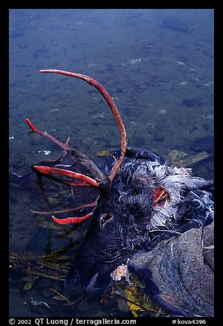 Dead caribou heads discarded by hunters. Kobuk Valley National Park, Alaska, USA.