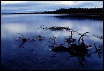 Caribou carcasses on Kobuk River shore. Kobuk Valley National Park ( color)