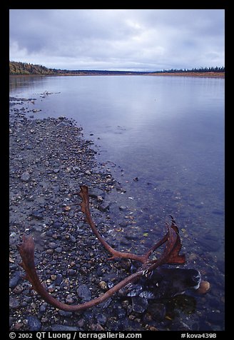 Dead caribou head on Kobuk River shore. Kobuk Valley National Park, Alaska, USA.