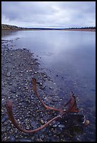 Dead caribou head on Kobuk River shore. Kobuk Valley National Park, Alaska, USA.