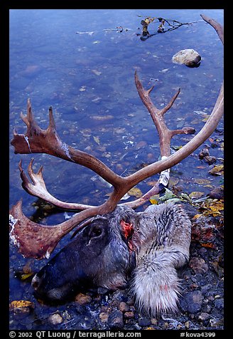Dead caribou head discarded by hunters. Kobuk Valley National Park (color)