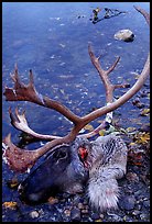 Dead caribou head discarded by hunters. Kobuk Valley National Park, Alaska, USA.