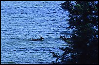 Spruce and lone caribou swimming across the river. Kobuk Valley National Park, Alaska, USA. (color)