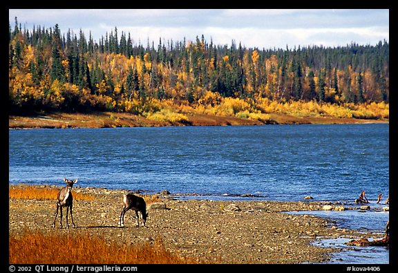 Young caribou on the shores of the river. Kobuk Valley National Park, Alaska, USA.