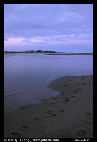 Caribou tracks on  shore of Kobuk River, evening. Kobuk Valley National Park, Alaska, USA.