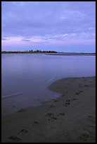 Caribou tracks on  shore of Kobuk River, evening. Kobuk Valley National Park ( color)