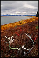 Caribou antlers, tundra, and river. Kobuk Valley National Park, Alaska, USA. (color)