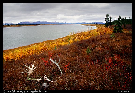 Caribou antlers, tundra, and river. Kobuk Valley National Park, Alaska, USA.