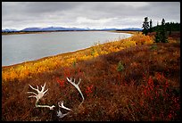 Caribou antlers, tundra, and river. Kobuk Valley National Park, Alaska, USA.
