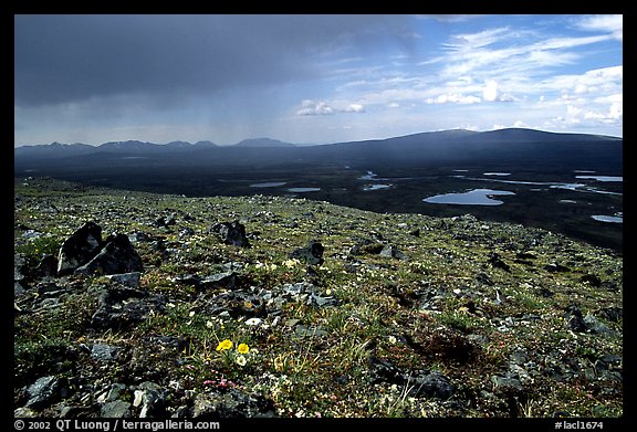 Sunny tundra with wildflowers and valley in dark storm clouds. Lake Clark National Park, Alaska, USA.