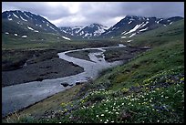 Valley with wildflowers, between Turquoise Lake and Twin Lakes. Lake Clark National Park, Alaska, USA.