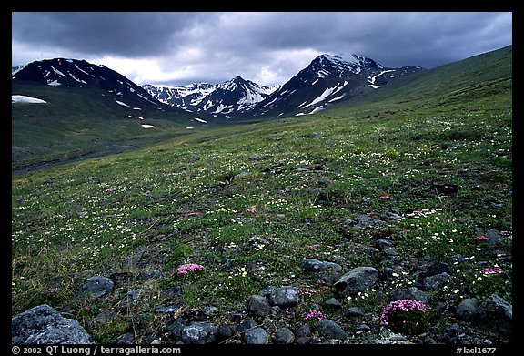 Green valley with alpine wildflowers and snow-clad peaks. Lake Clark National Park, Alaska, USA.