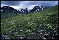 Green valley with alpine wildflowers and snow-clad peaks. Lake Clark National Park, Alaska, USA. (color)