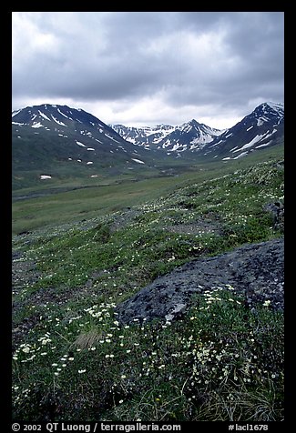 Valley with wildflowers, between Turquoise Lake and Twin Lakes. Lake Clark National Park (color)