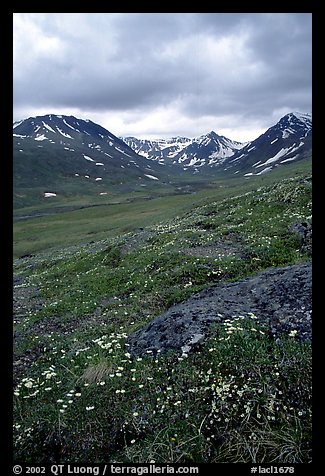 Valley with wildflowers, between Turquoise Lake and Twin Lakes. Lake Clark National Park, Alaska, USA.